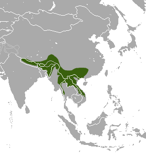 File:Assam Macaque area.png