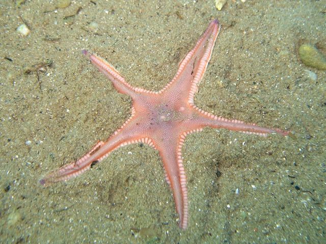 Astropecten articulatus - Wikipedia