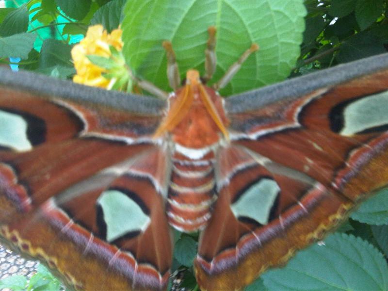 File:Attacus atlas - NHM 1.jpg