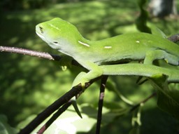 File:Auckland green tree gecko.jpg