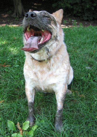 File:Australian Cattle Dog.jpg