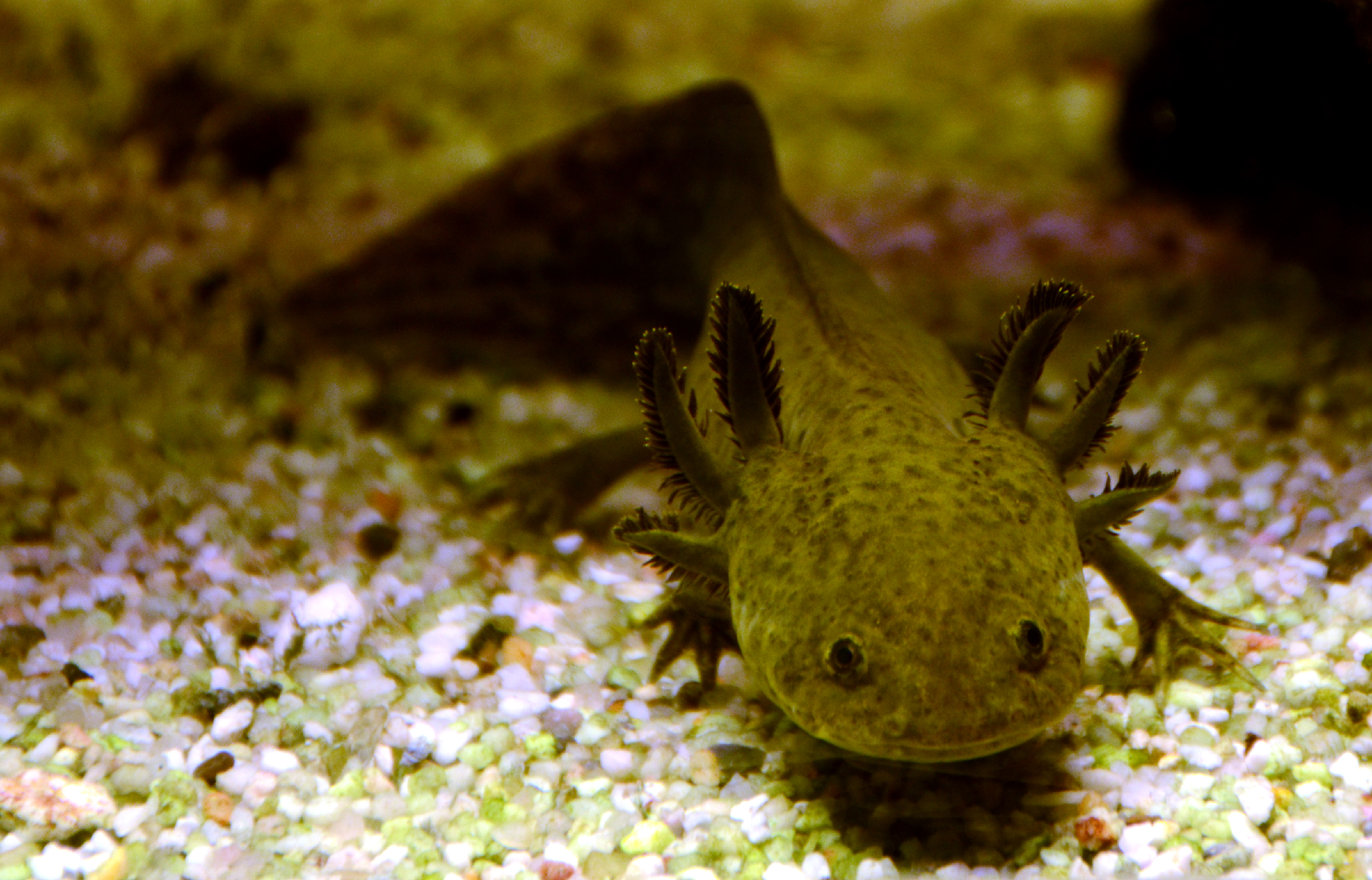 File Axolotl Ambystoma Mexicanum Aquarium Liege 3 Jpg Wikimedia Commons