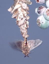 Sexually dimorphic bagworm moths (Thyridopteryx ephemeraeformis) mating: The female is flightless.