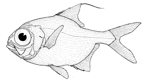 File:Beryx decadactylus (Alfonsino).gif