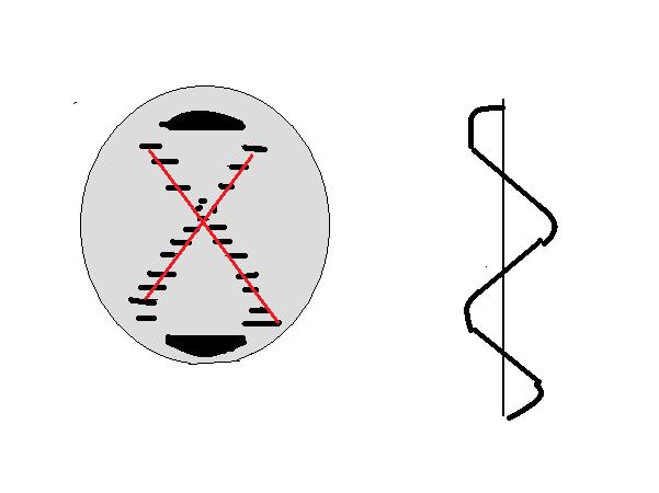 File:Biochemcamille.jpg