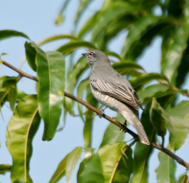 File:Black-headed Cuckooshrike (Coracina melanoptera) W IMG 5710.jpg