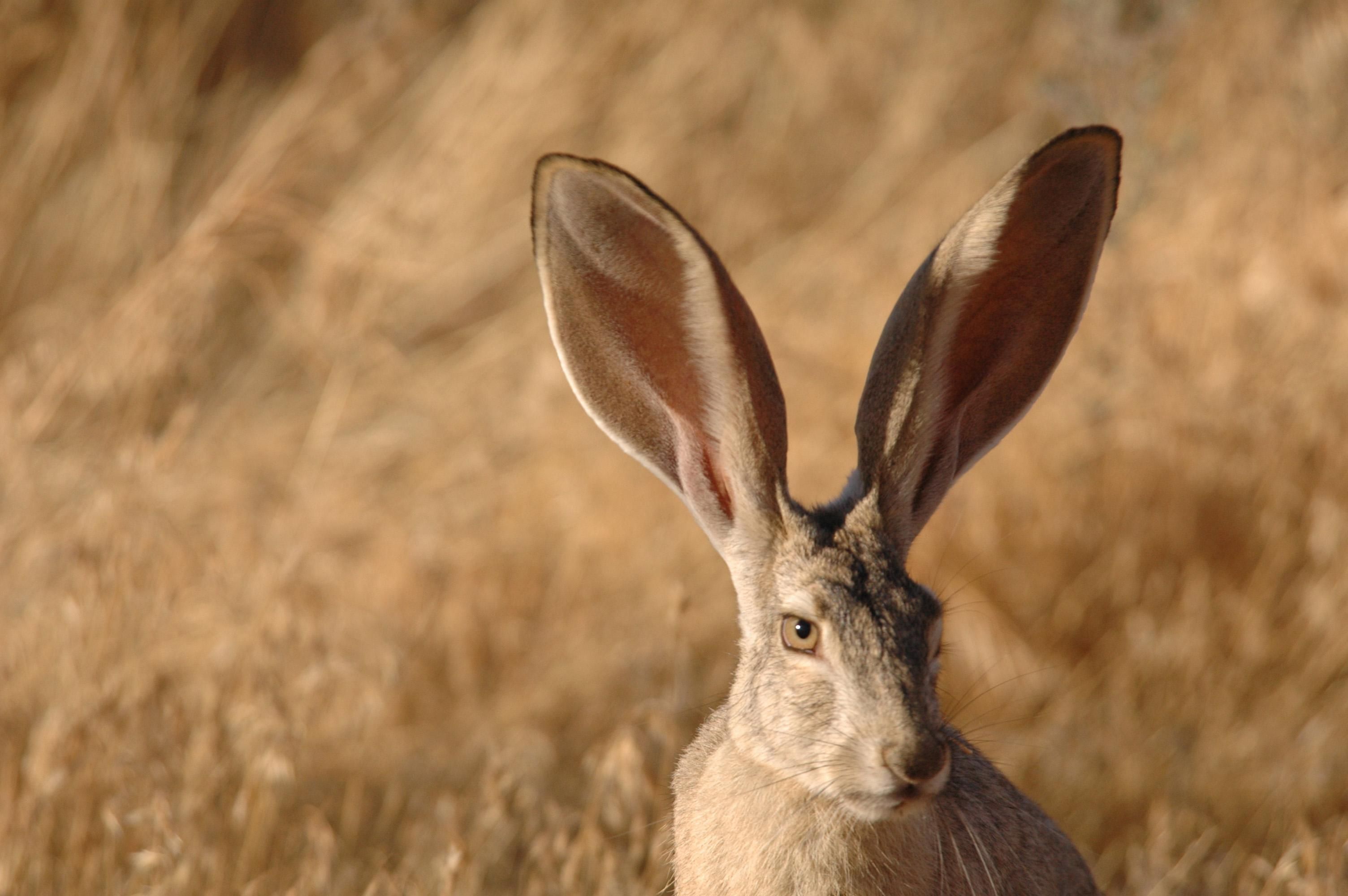 Rabbits short tails. Иберийский заяц Португалия. Lepus californicus. Чернохвостый калифорнийский заяц. Чернохвостый заяц Северной Америки.