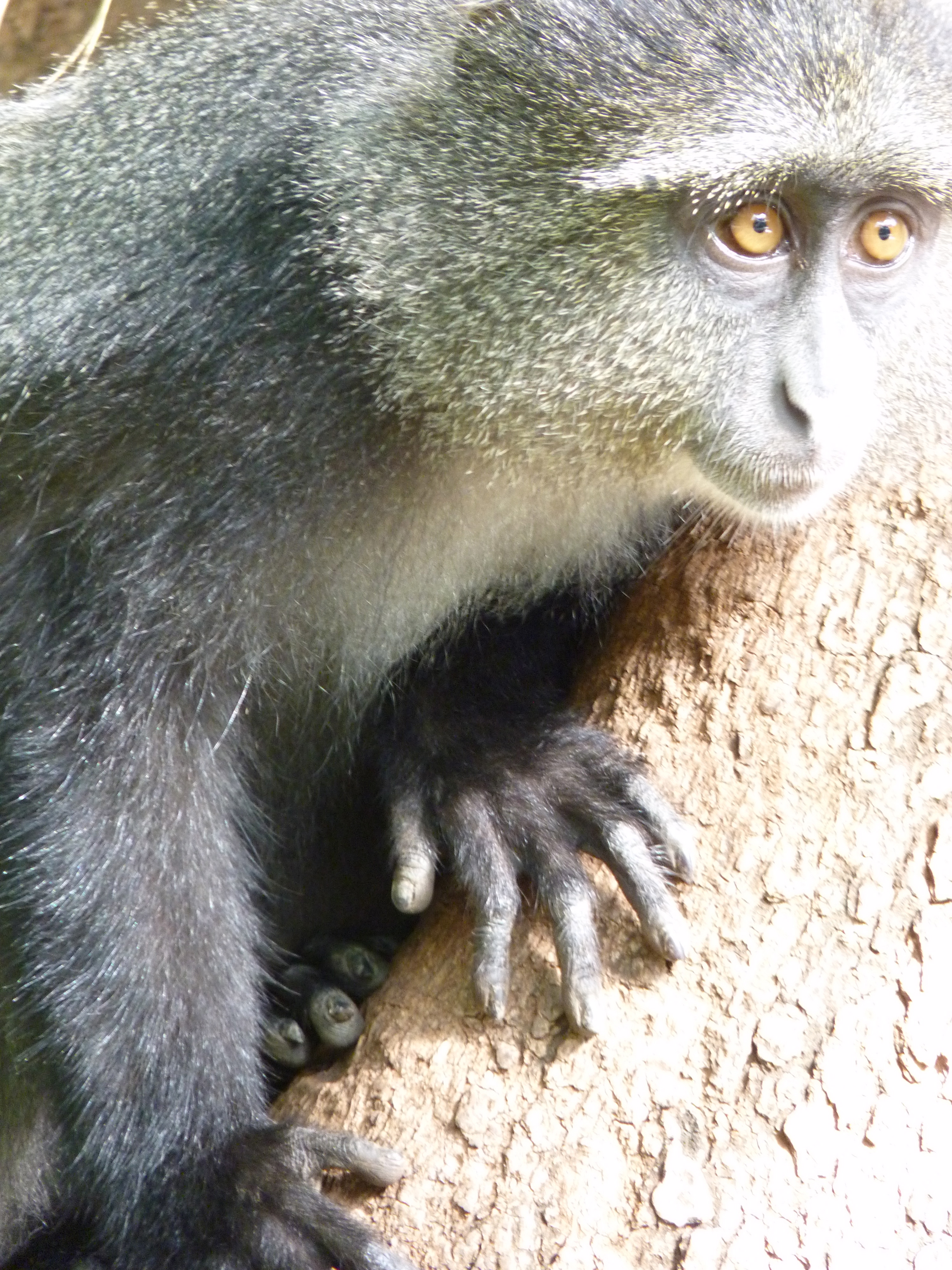 Blue monkey - Wikipedia