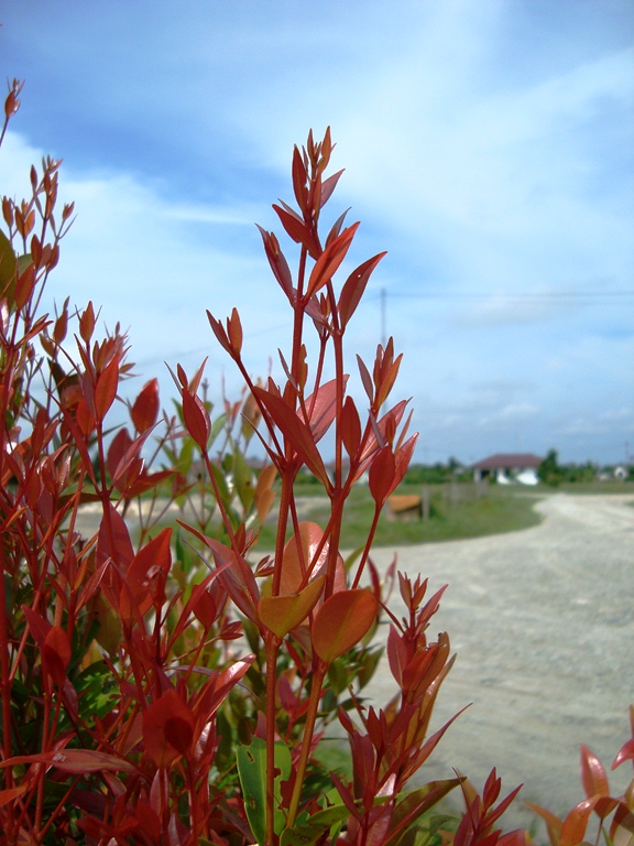 File Bunga pucuk merah 55 JPG Wikimedia Commons