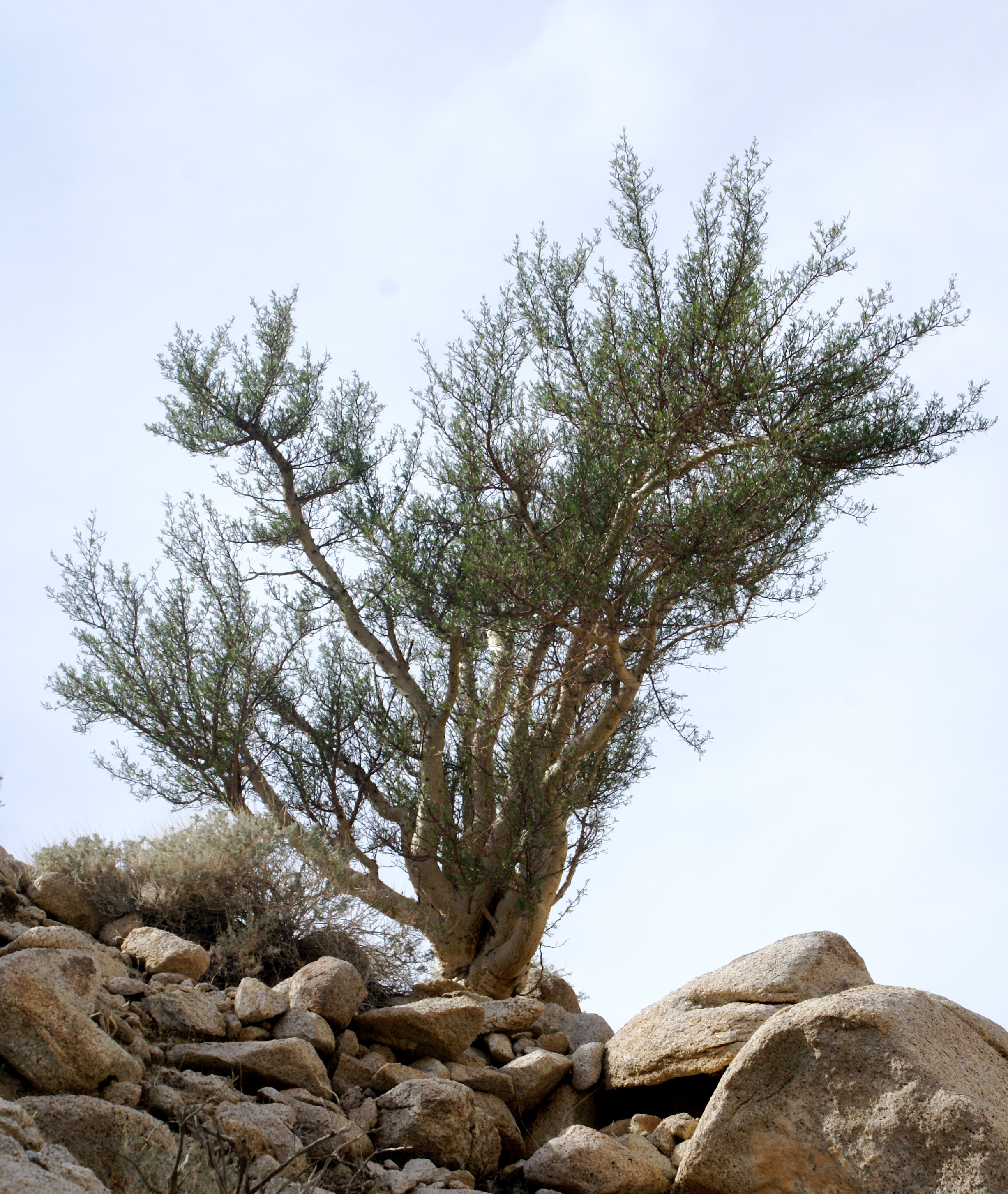 File:Bursera microphylla habit (Yarnell).JPG - Wikipedia