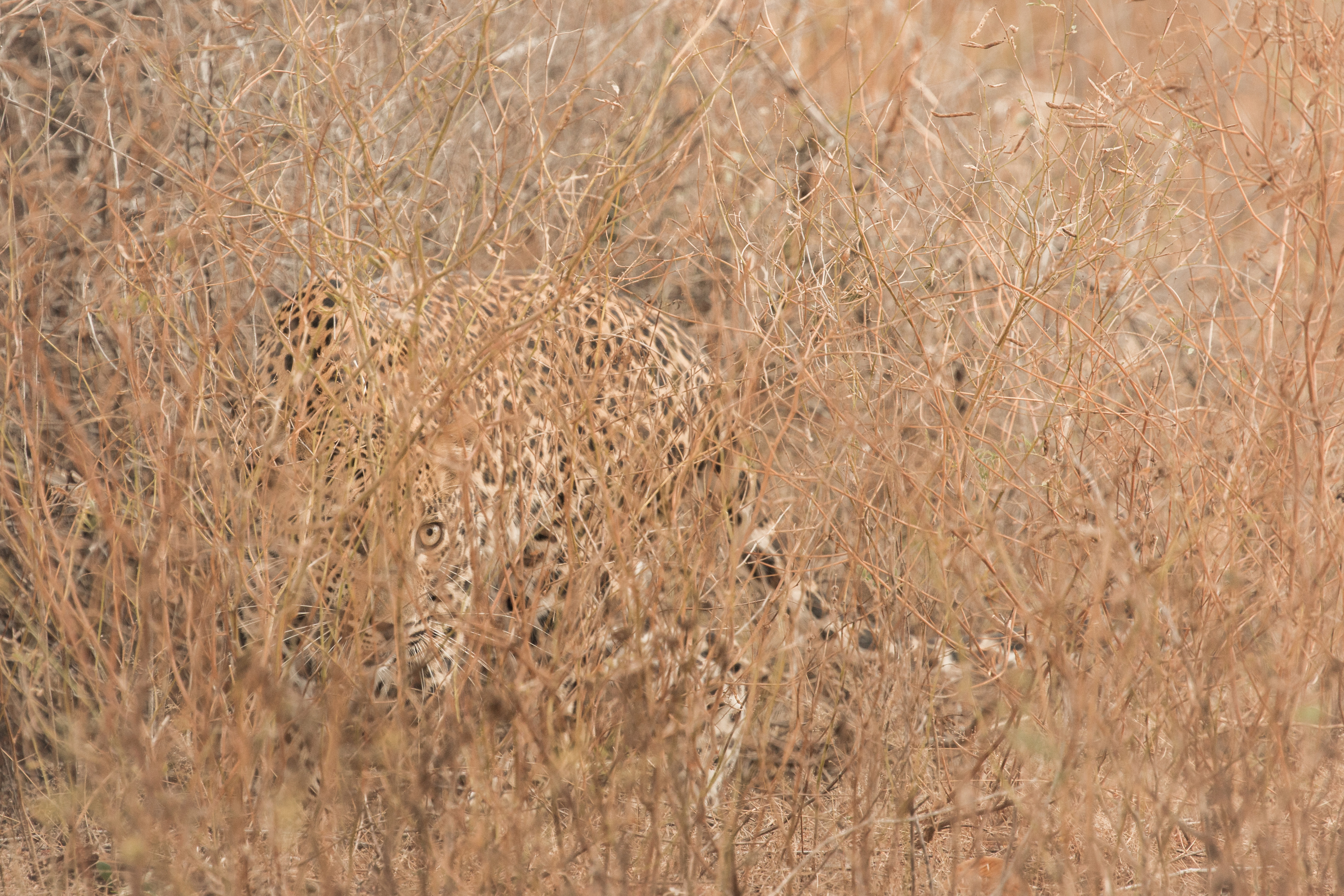 File Camouflaged Sri Lankan Leopard Panthera Pardus Kotiya Jpg Wikimedia Commons