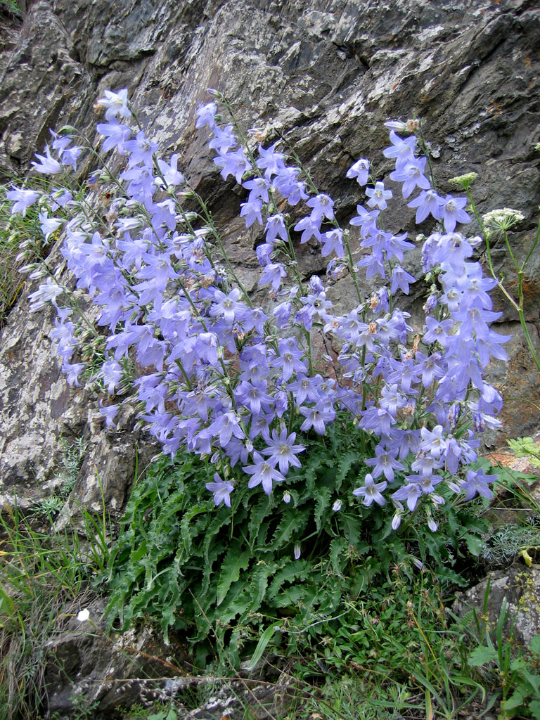 Semis de Campanula - Page 4 Campanula-sarmatica-habiat