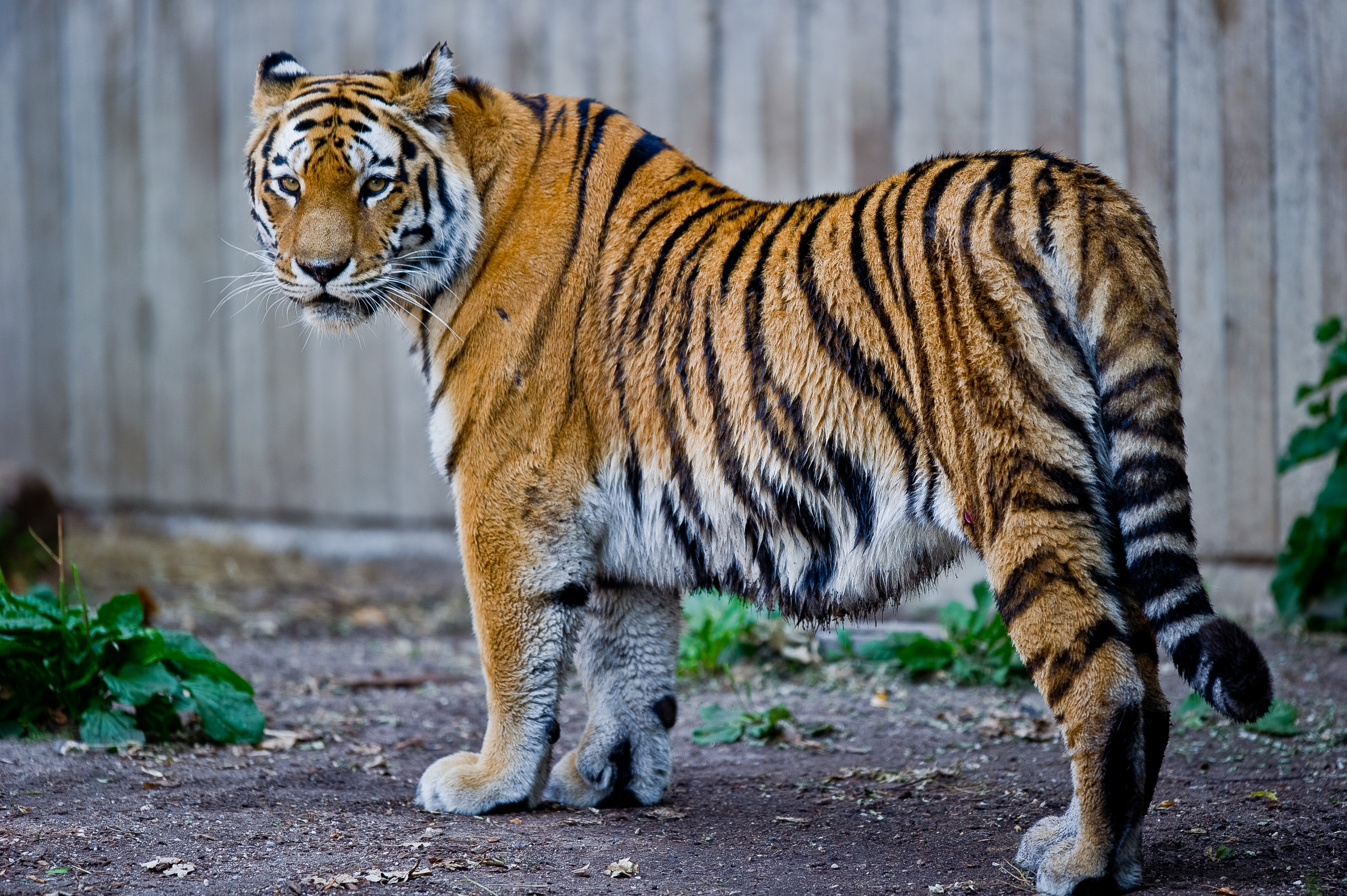 File:Captive Siberian tiger - Copenhagen Zoo, Denmark.jpg - Wikimedia ...