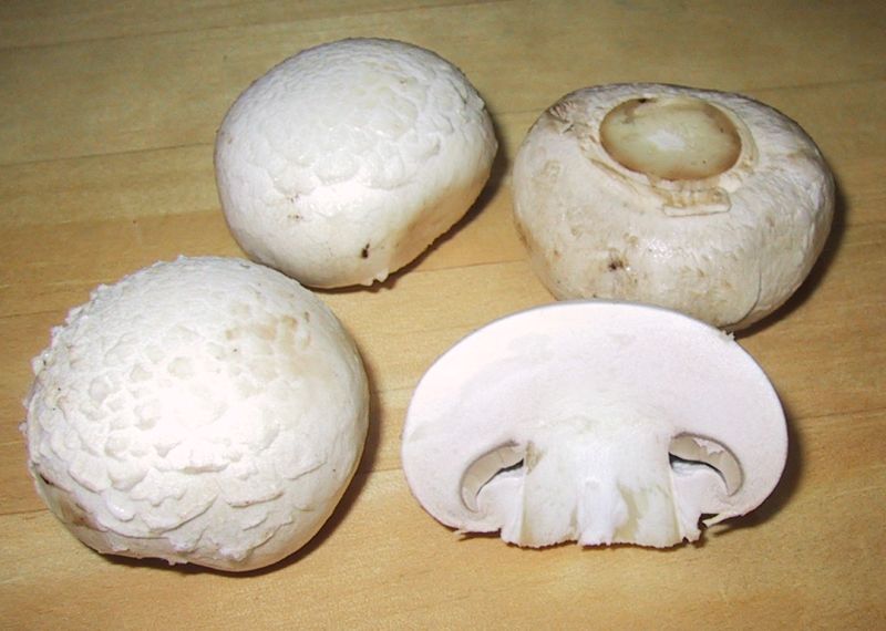 image of white mushroom