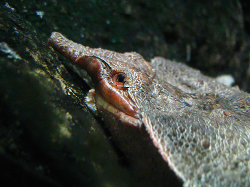 Wet Close Ups