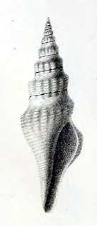 <i>Comitas recticosta</i> Extinct species of gastropod