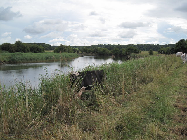 File:Cow and Weaver - geograph.org.uk - 1388188.jpg