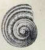 <i>Cyclostrema solariellum</i> species of mollusc