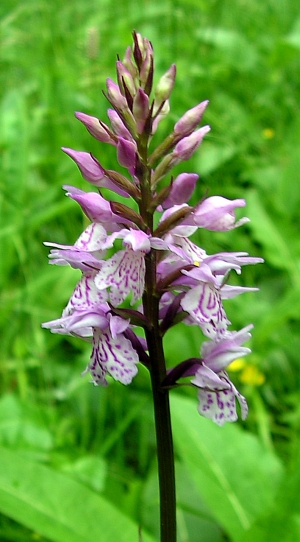 File:Dactylorhiza maculata20090612 157.jpg