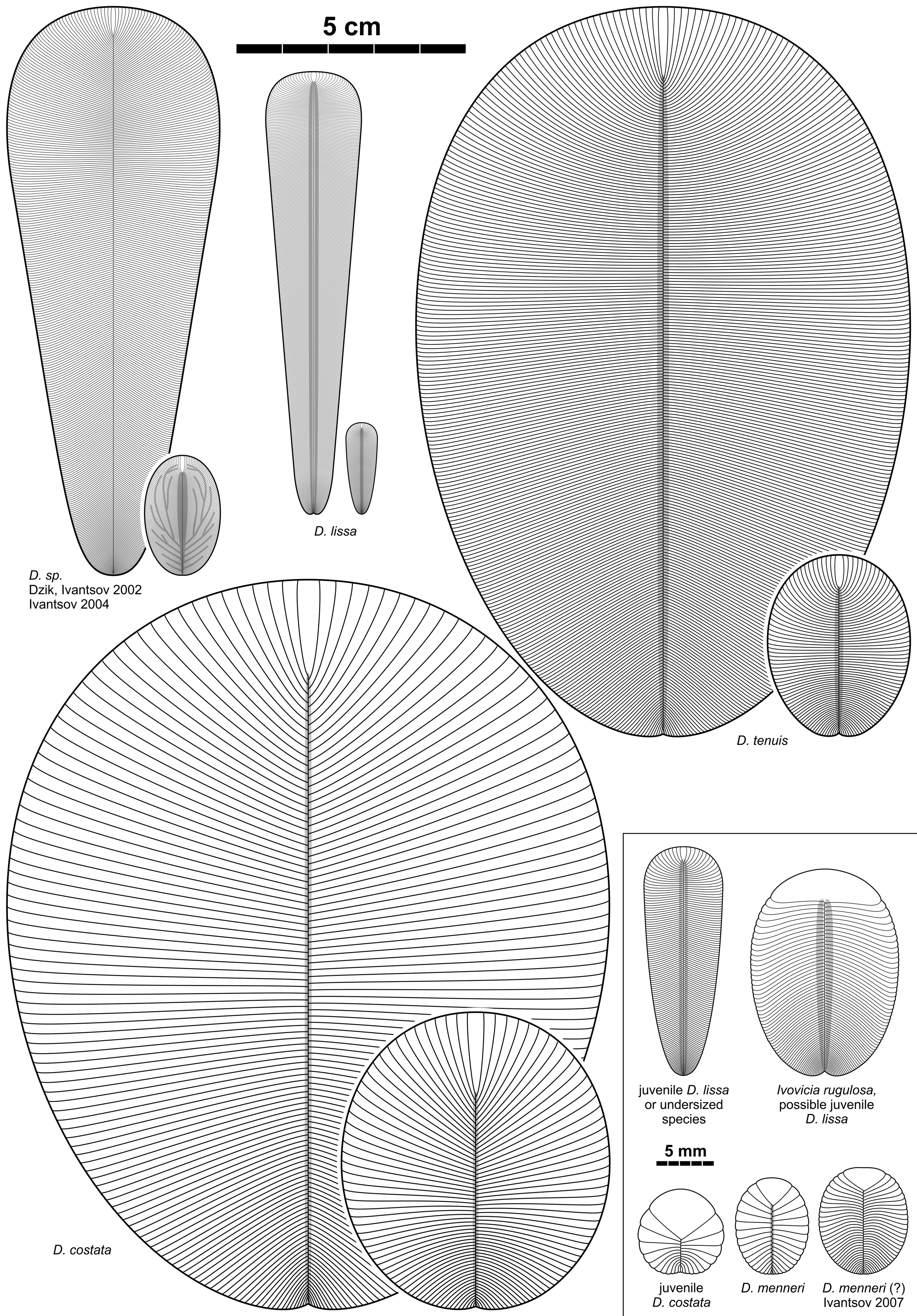 Dickinsonia_species_2.png