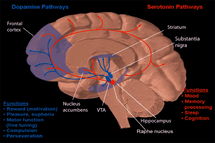 serotonin and dopamine