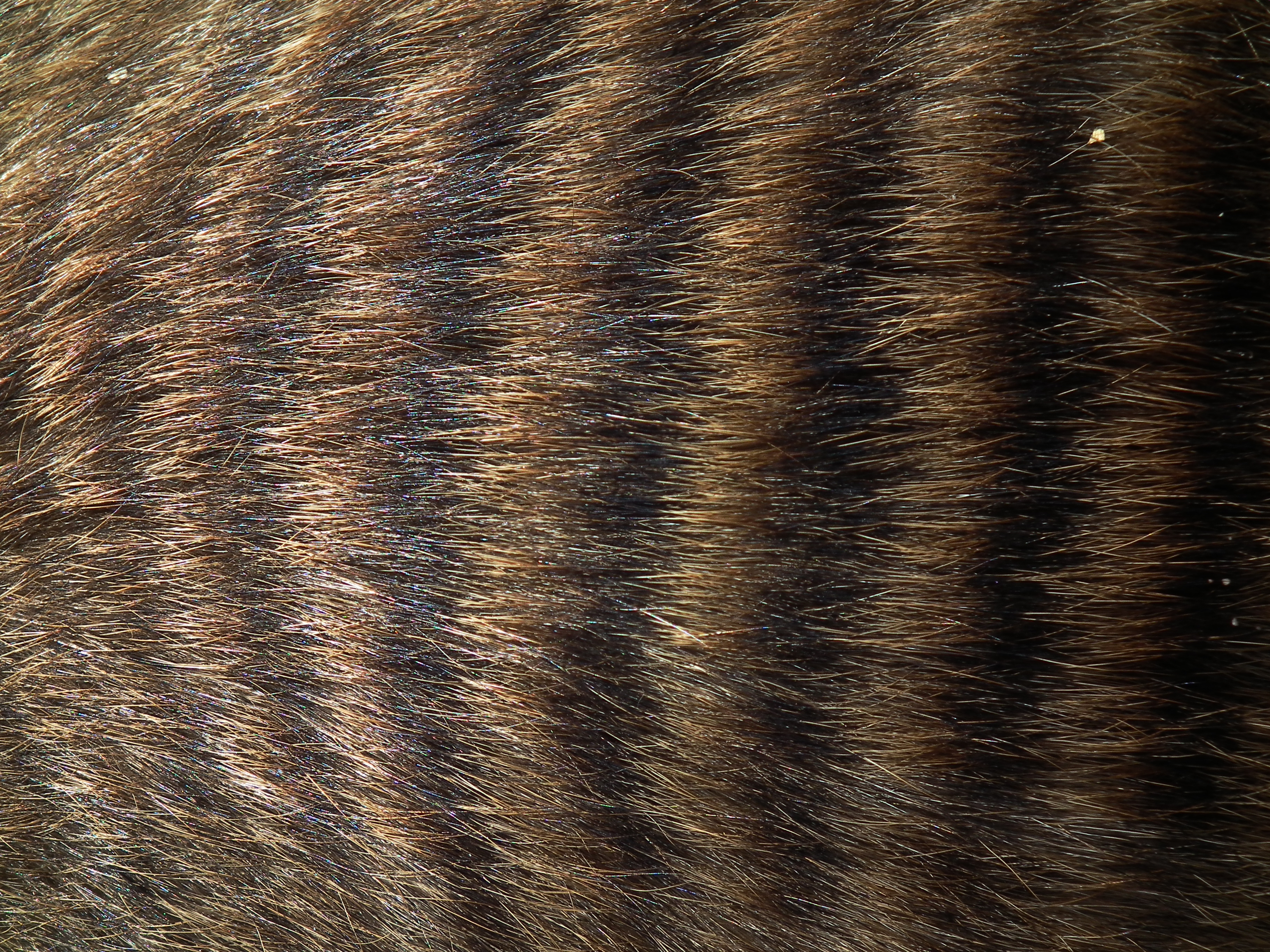 Striped fur