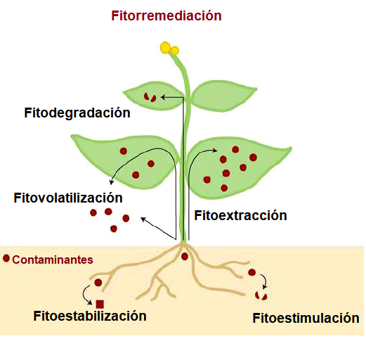 File:Fitorremediación.png