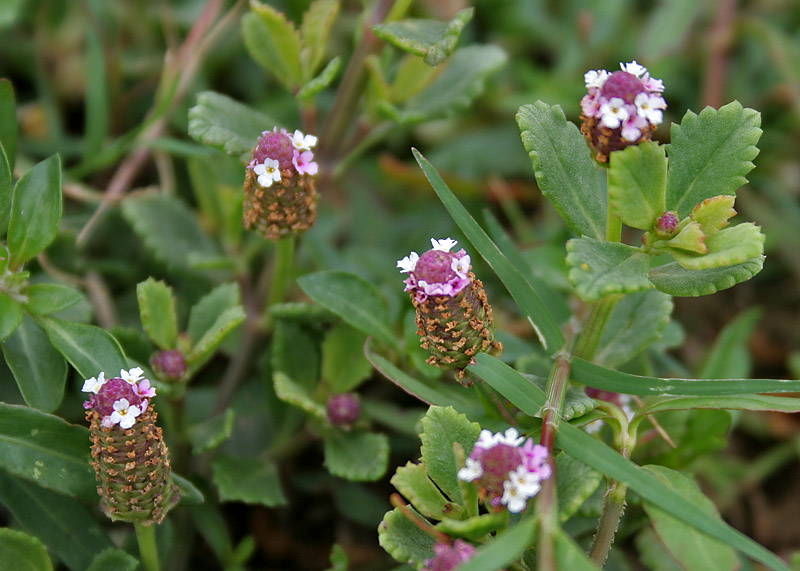 File:Frog fruit (Phyla nodiflora) in Hyderabad, AP W IMG 8032.jpg