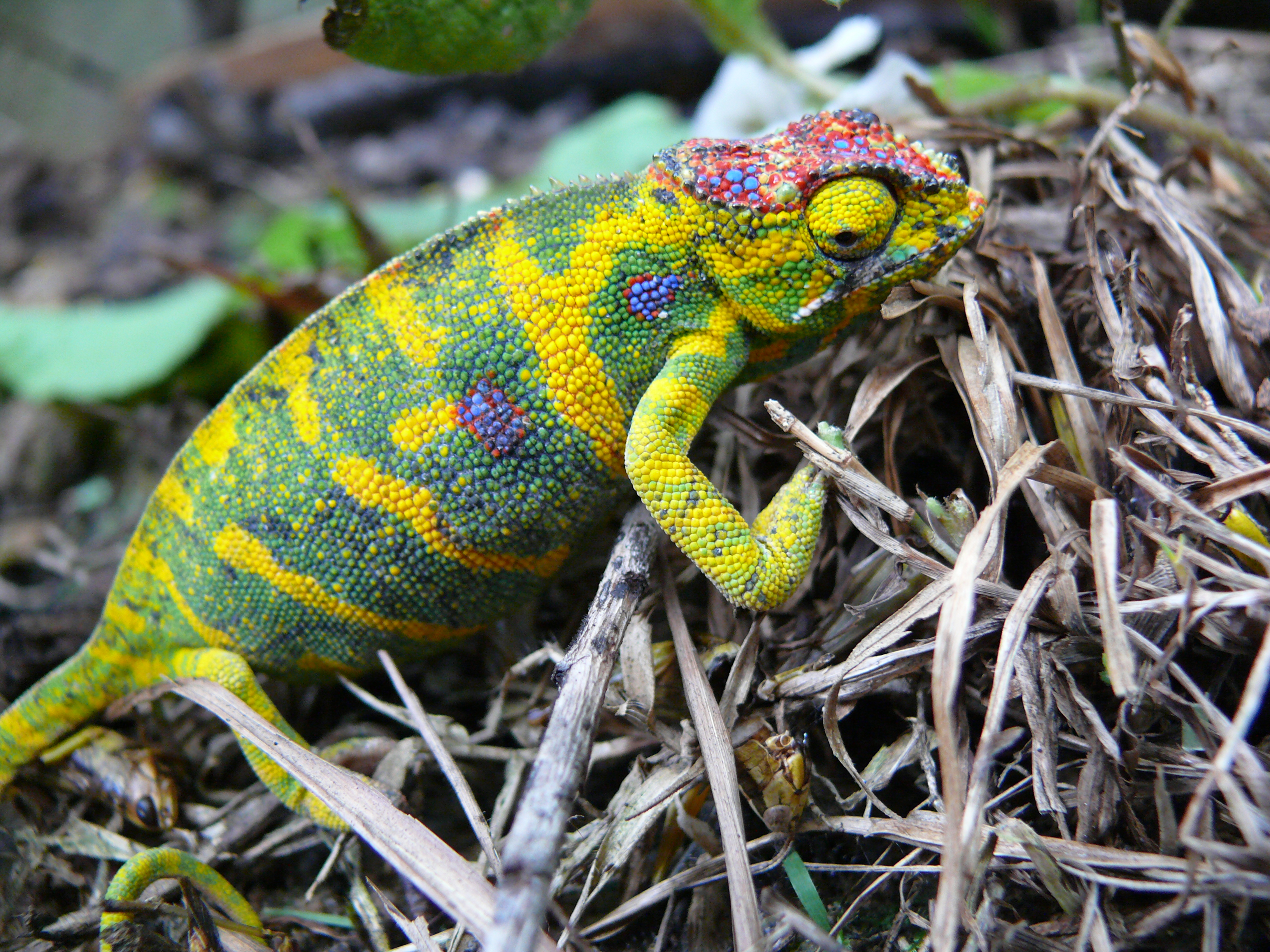 File:Furcifer Minor.JPG - Wikimedia Commons