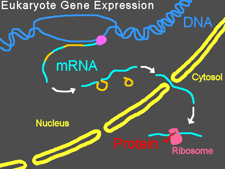 File:Gene  - Wikimedia Commons