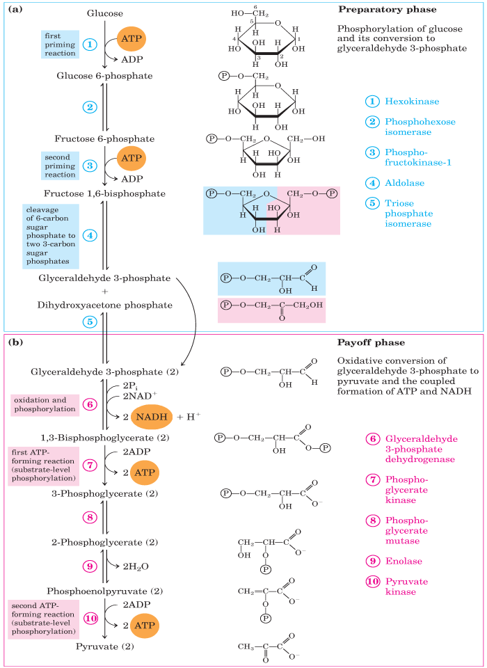 Tập tin:Glycolysis pathway.png – Wikipedia tiếng Việt