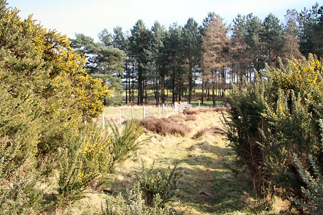 Weather and Horn Heaths, Eriswell