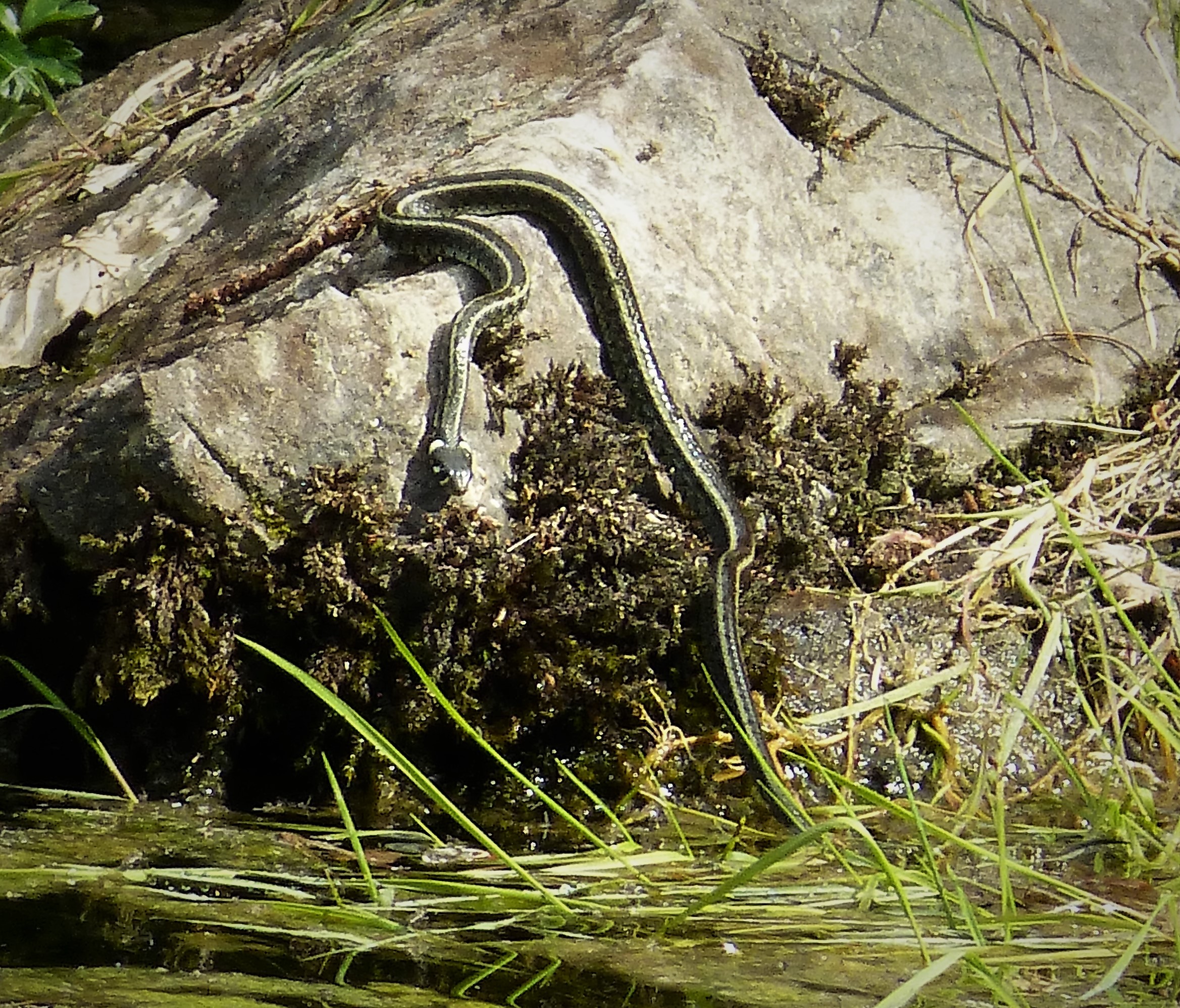 Natrix astreptophora.