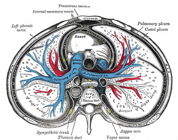 visceral pleura (serosa)