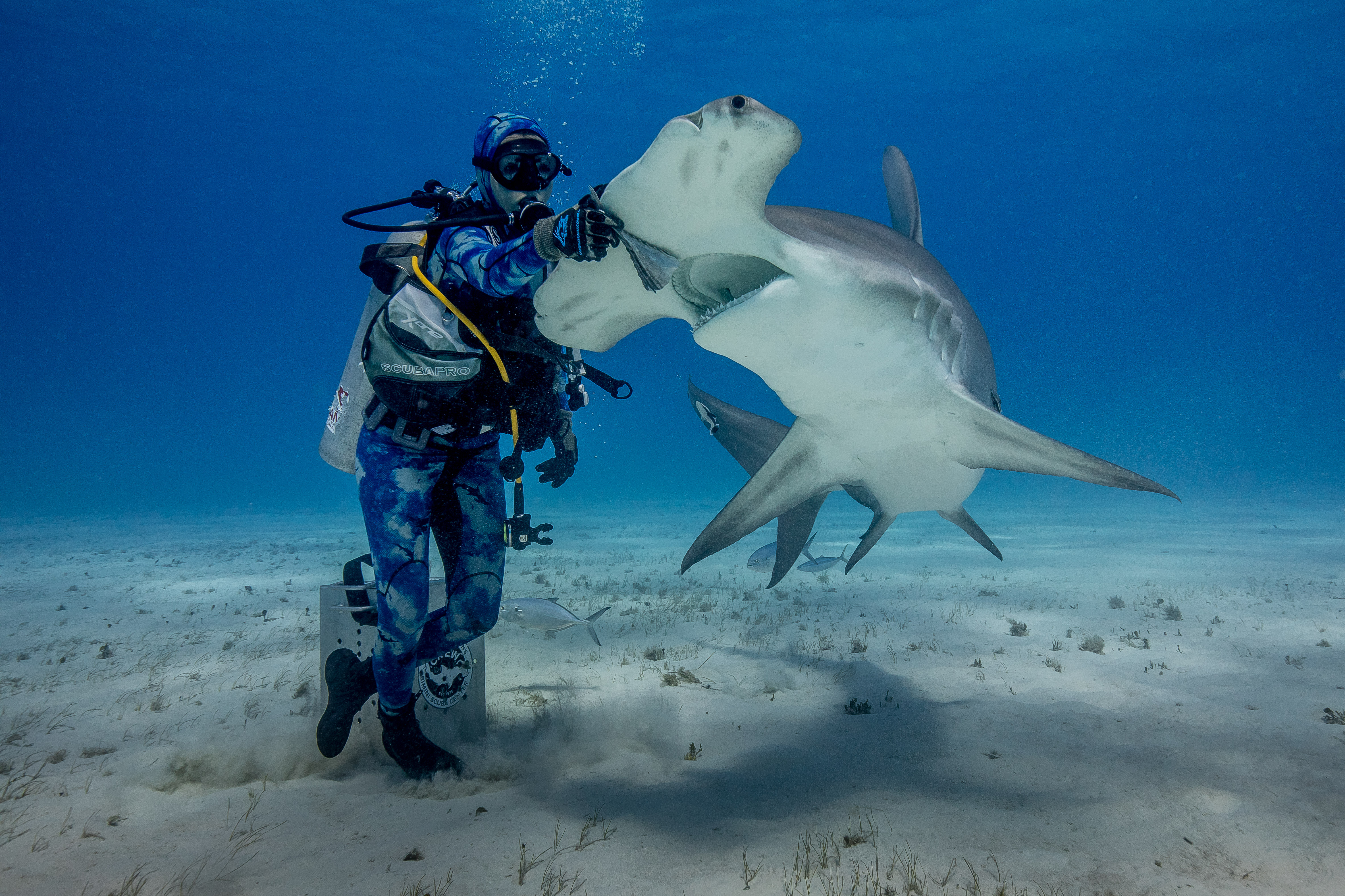 hammerhead shark feeding