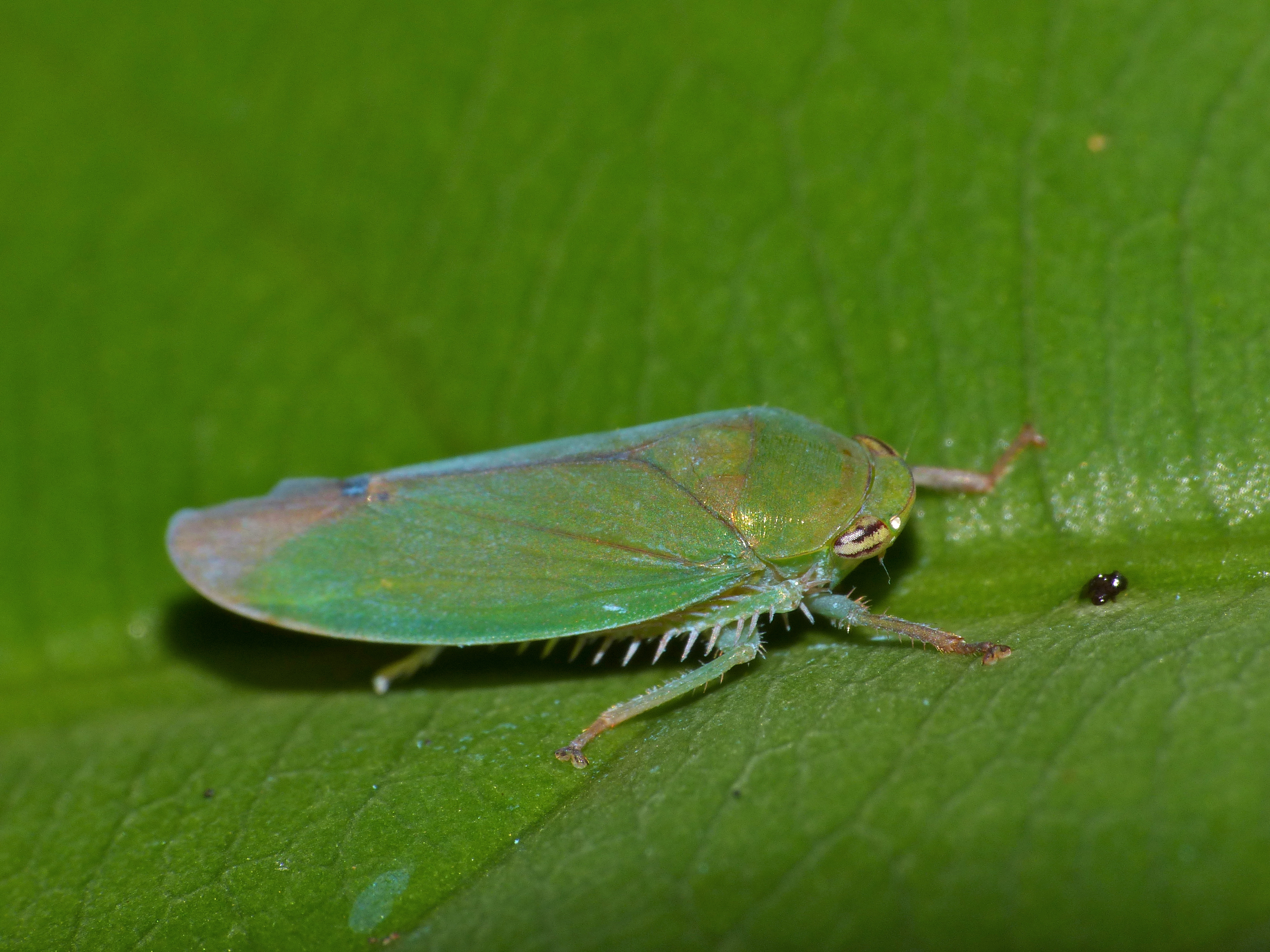 Green Leafhopper (Cicadellidae) (15446677466).jpg