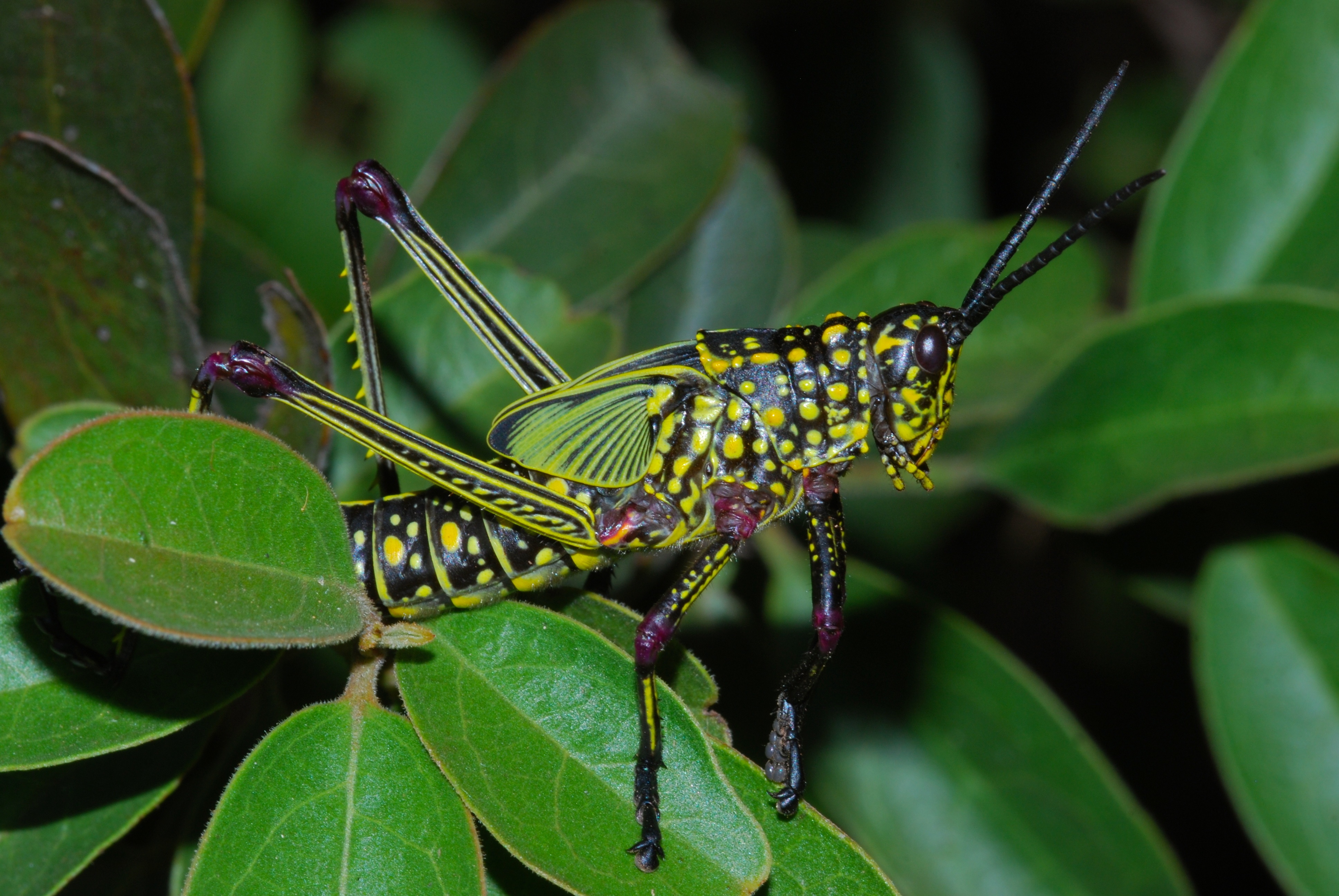 Green Milkweed Locust (Phymateus viridipes) nymph (7034595903).jpg