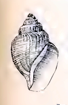 <i>Gymnobela aquilarum</i> Species of gastropod