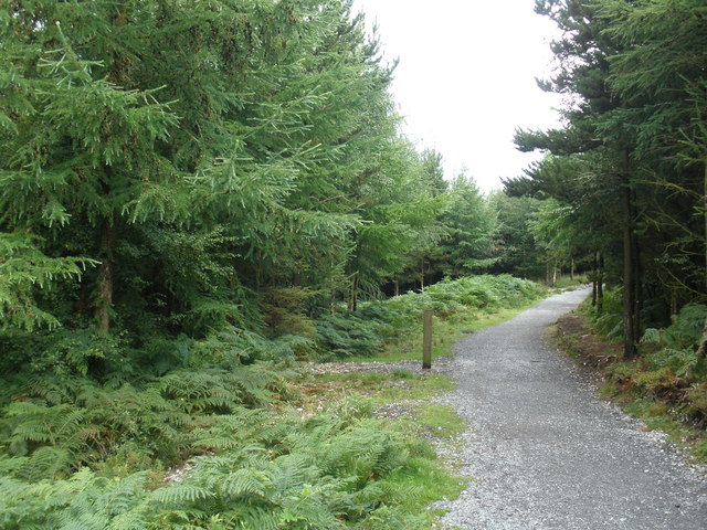 File:Haldon Forest Trail - geograph.org.uk - 1429445.jpg