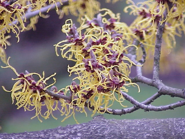 Hamamelis japonica - Wikispecies