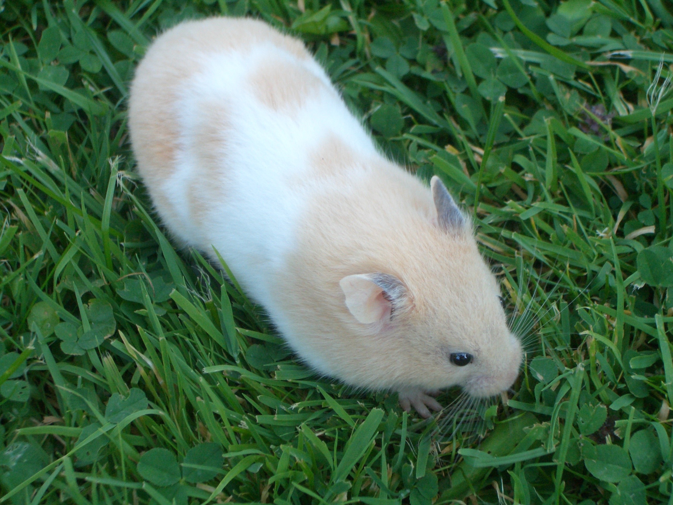 Syrian Hamster Animal Facts  Mesocricetus auratus - A-Z Animals