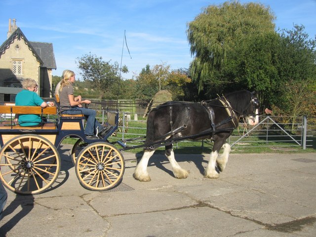 File:Heavy horse at work - geograph.org.uk - 1012951.jpg