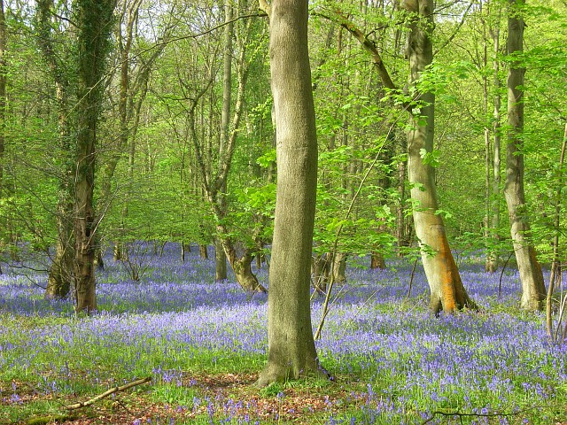 File:High Wood, Harpsden - geograph.org.uk - 794956.jpg