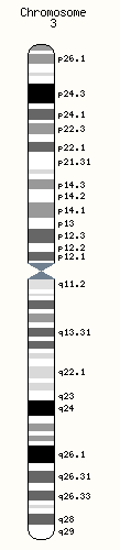 Human chromosome 3.png