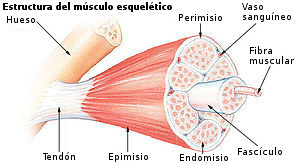 File:Illu muscle structure - es.jpg