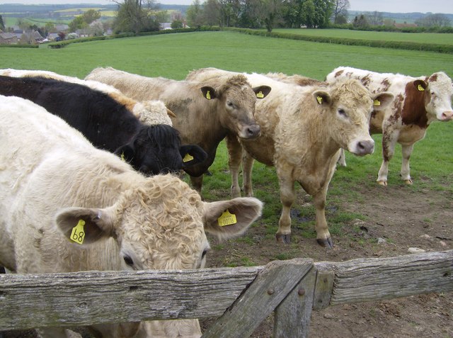 File:Inquisitive bullocks - geograph.org.uk - 444681.jpg