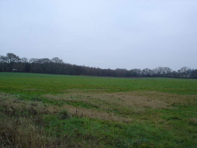 File:Ivory Hill Copse from Horton Road - geograph.org.uk - 297528.jpg