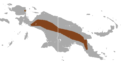 The average litter size of a Long-nosed dasyure is 3