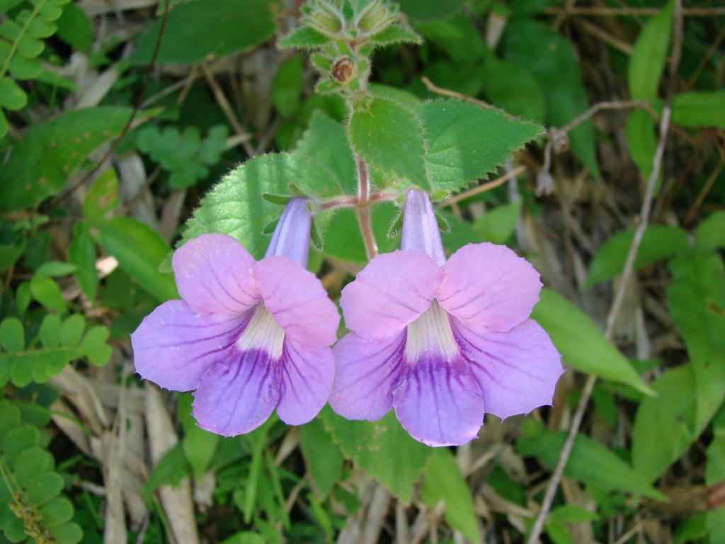 Gloxinia (genus) Gloxinia genus Wikipedia