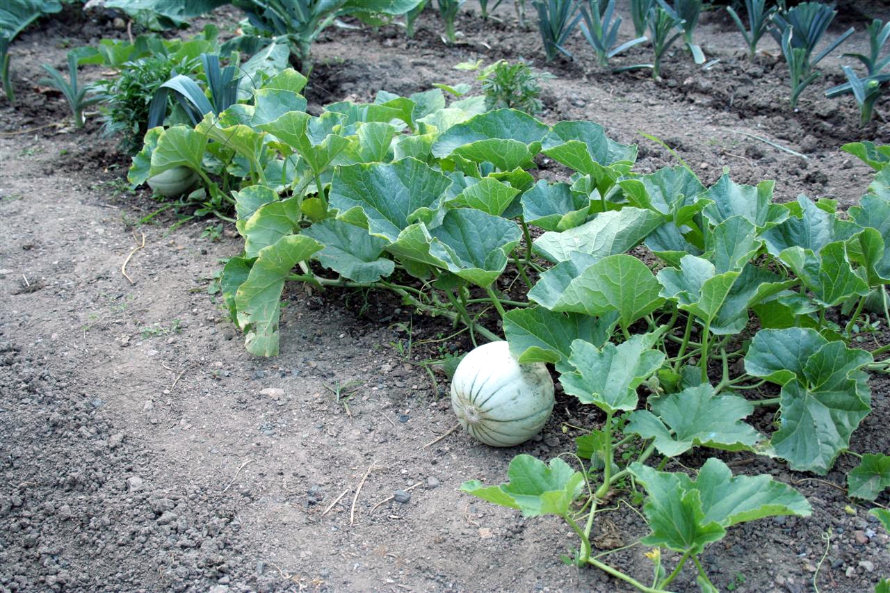 Melon (plante) — Wikipédia